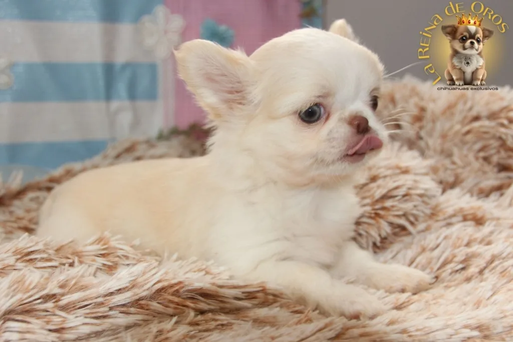 respetar los tiempos del cachorro chihuahua