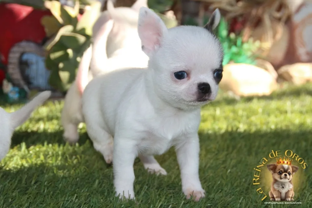 respetar los tiempos del cachorro chihuahua mini