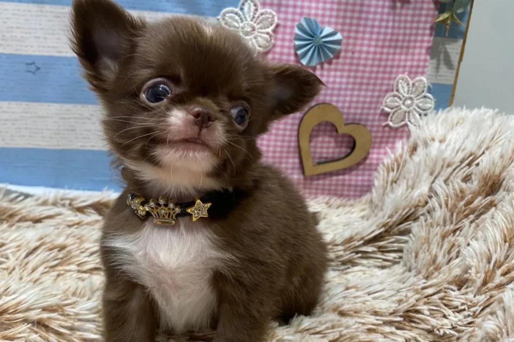 respetar tiempos cachorro chihuahua