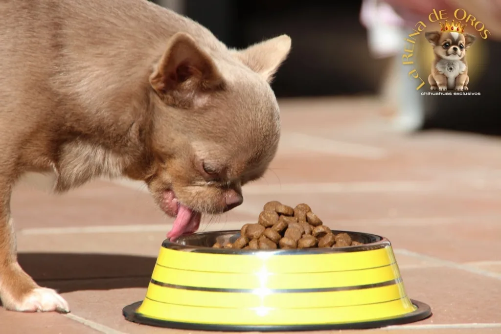 sobrepeso en cachorros chihuahua