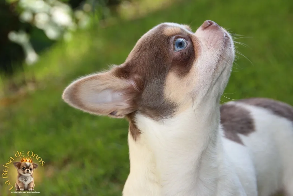 cachorro chihuahua olivier ojos azules