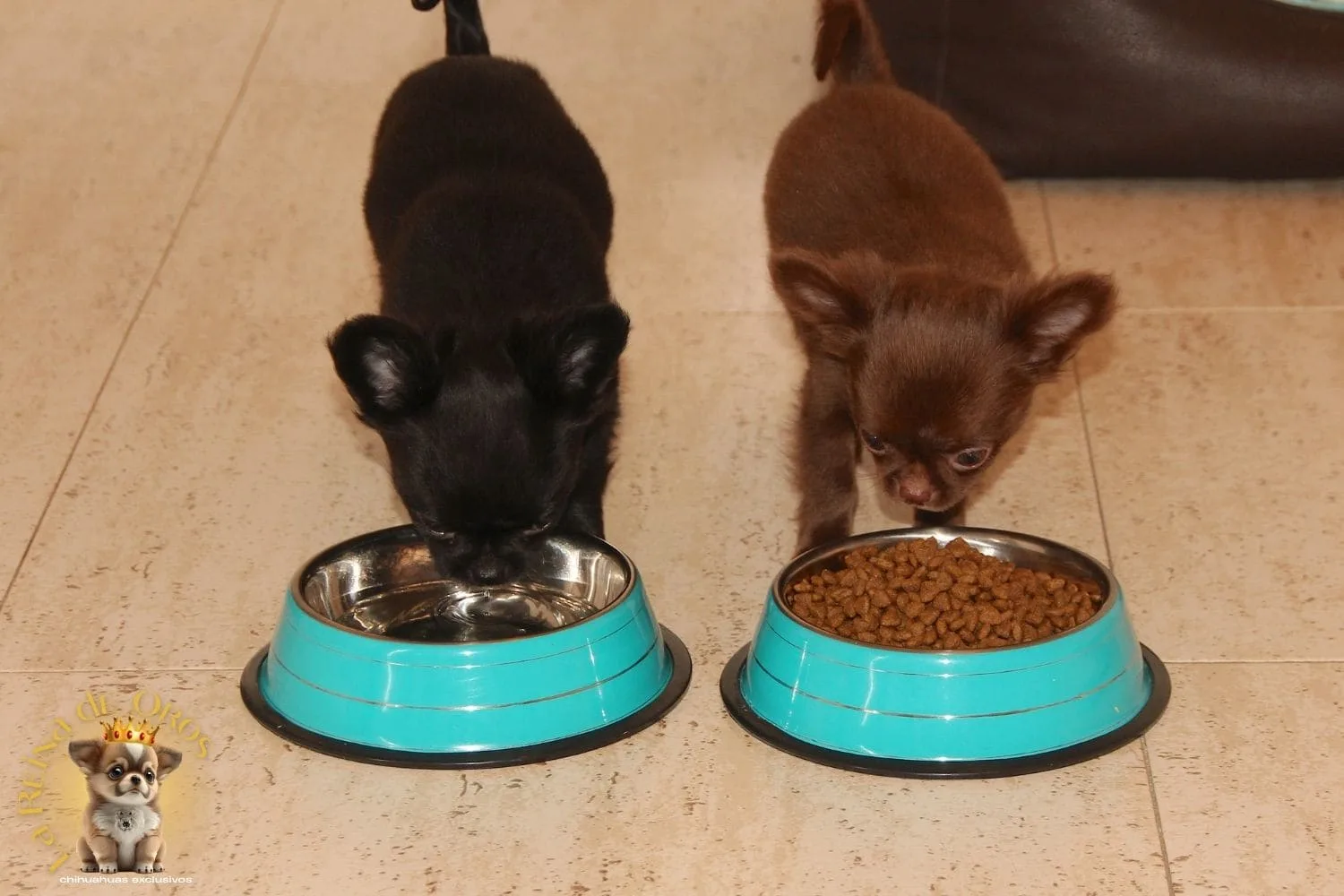 Como Cambiar el Pienso a un Chihuahua