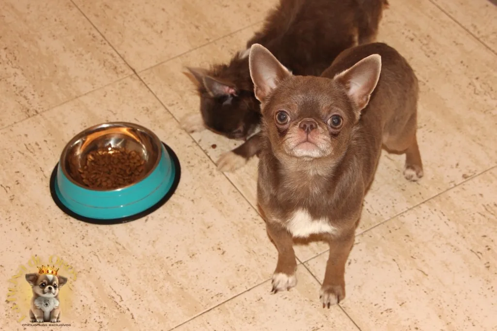 cambiar pienso a un chihuahua