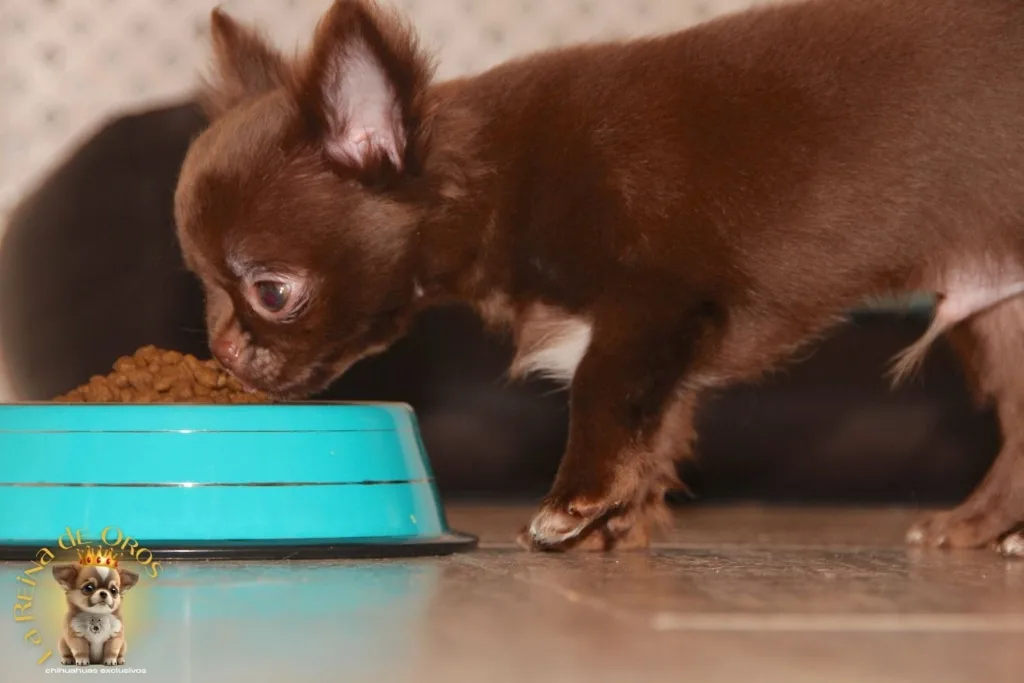 cambio pienso chihuahua