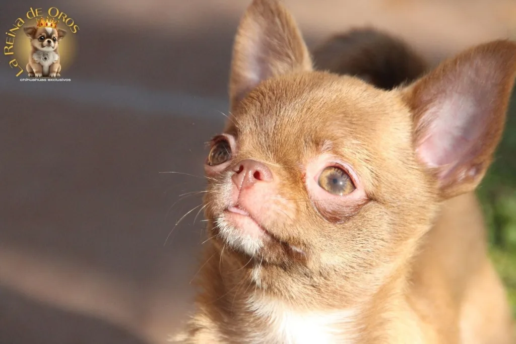 perro chihuahua buscando rayos de sol