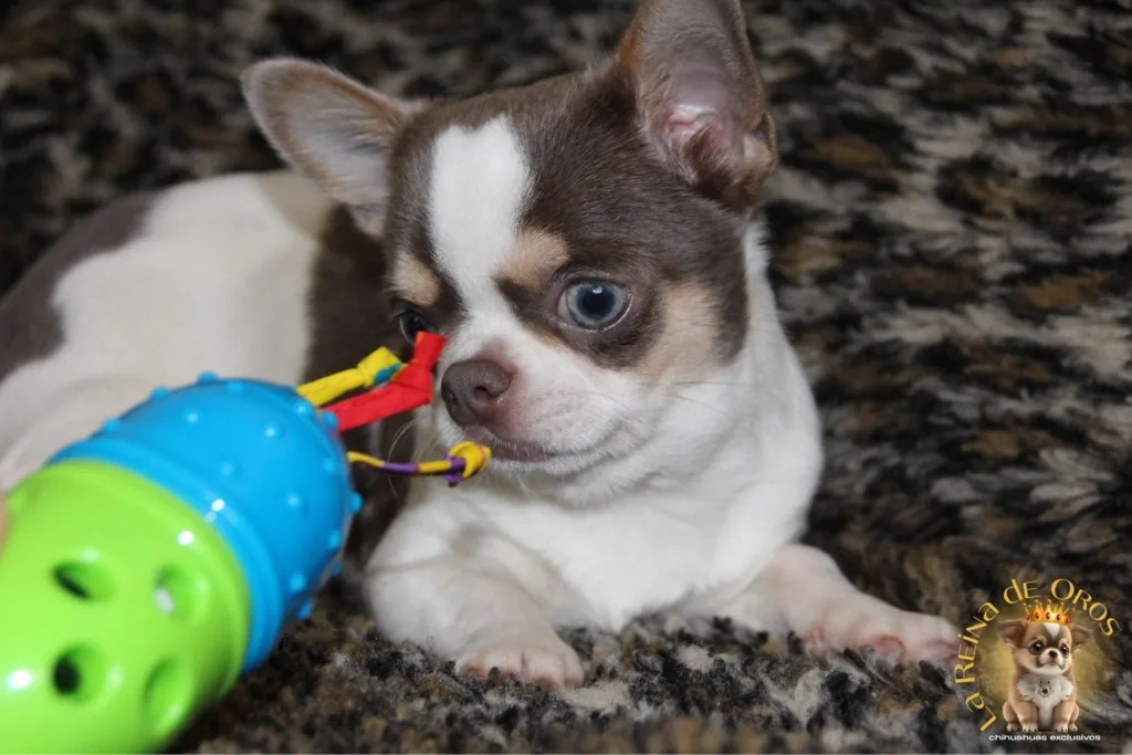 chihuahua con juguete parar morder