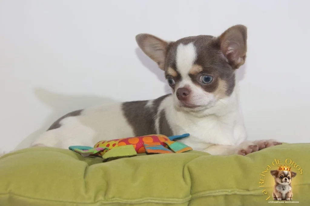 chihuahua de compañia