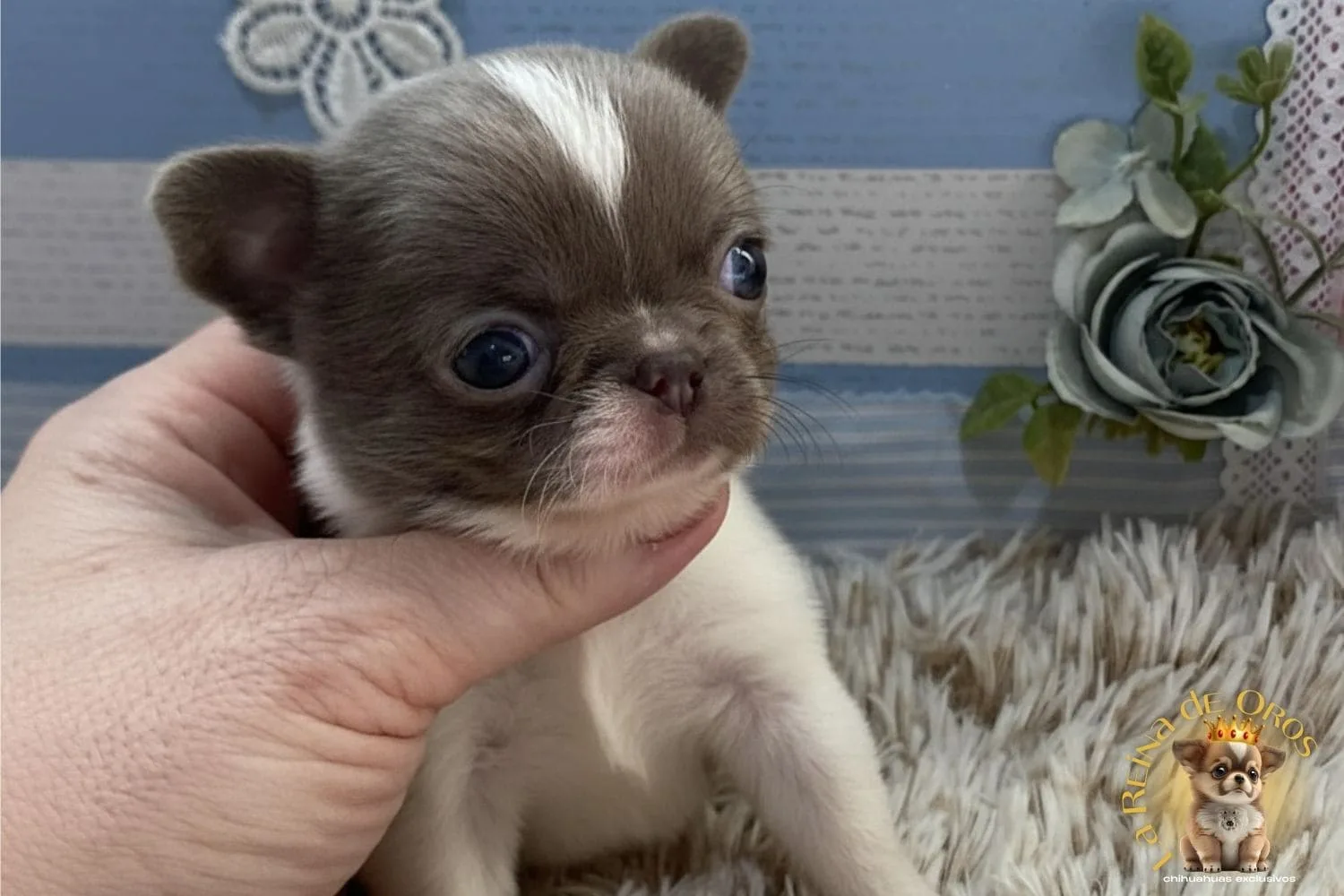 Chihuahua Mini Toy