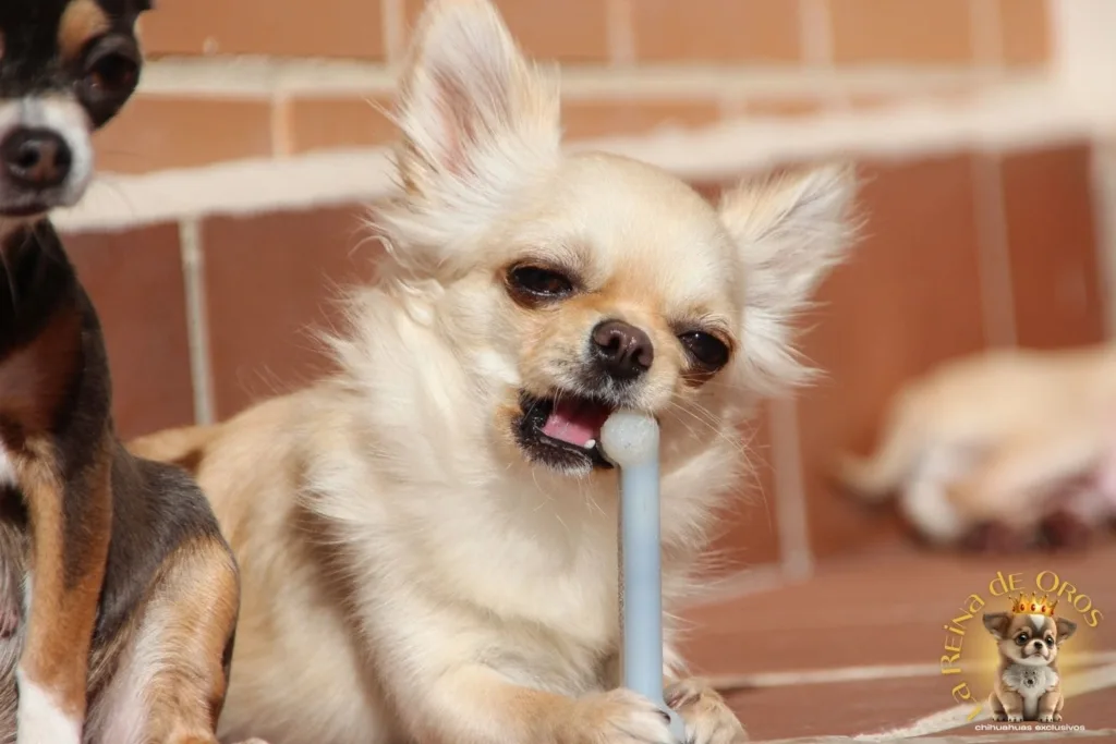 chihuahua mordiendo