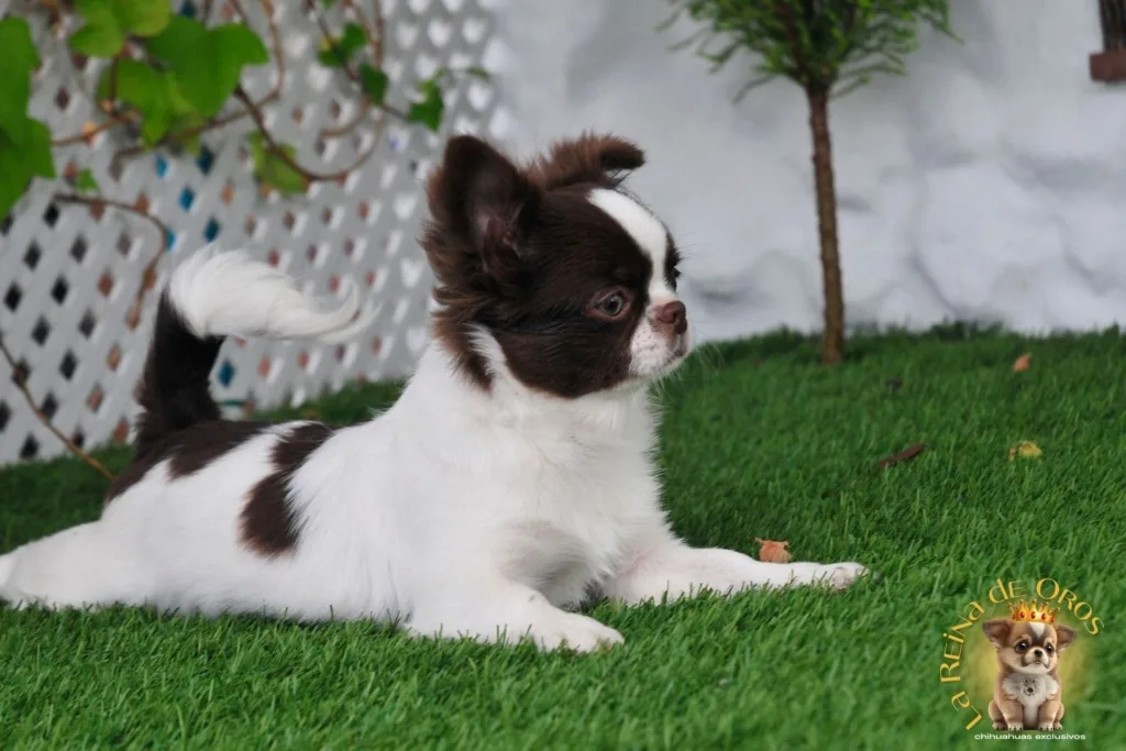 chihuahua prometedor