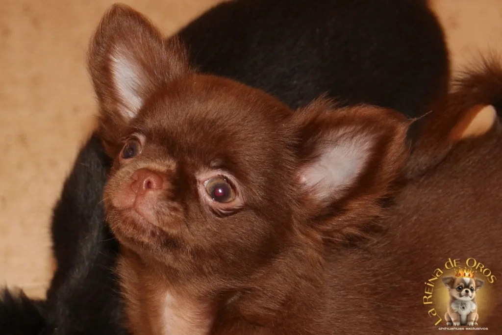 chihuahua timido causas