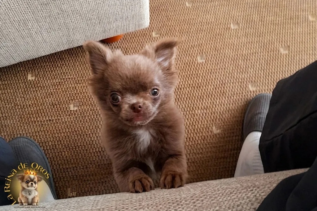 chihuahuas barcelona