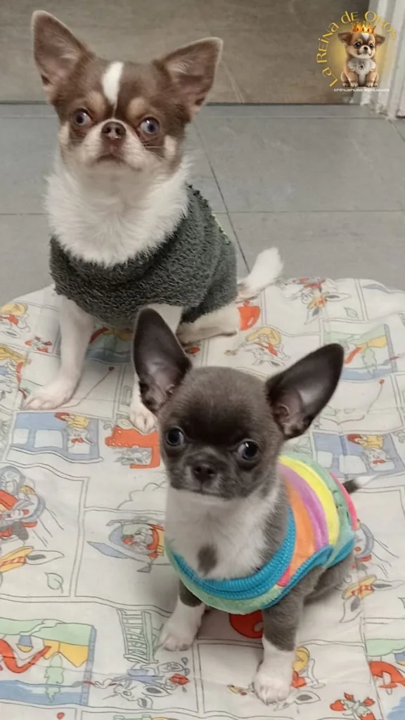chihuahuas bilbao