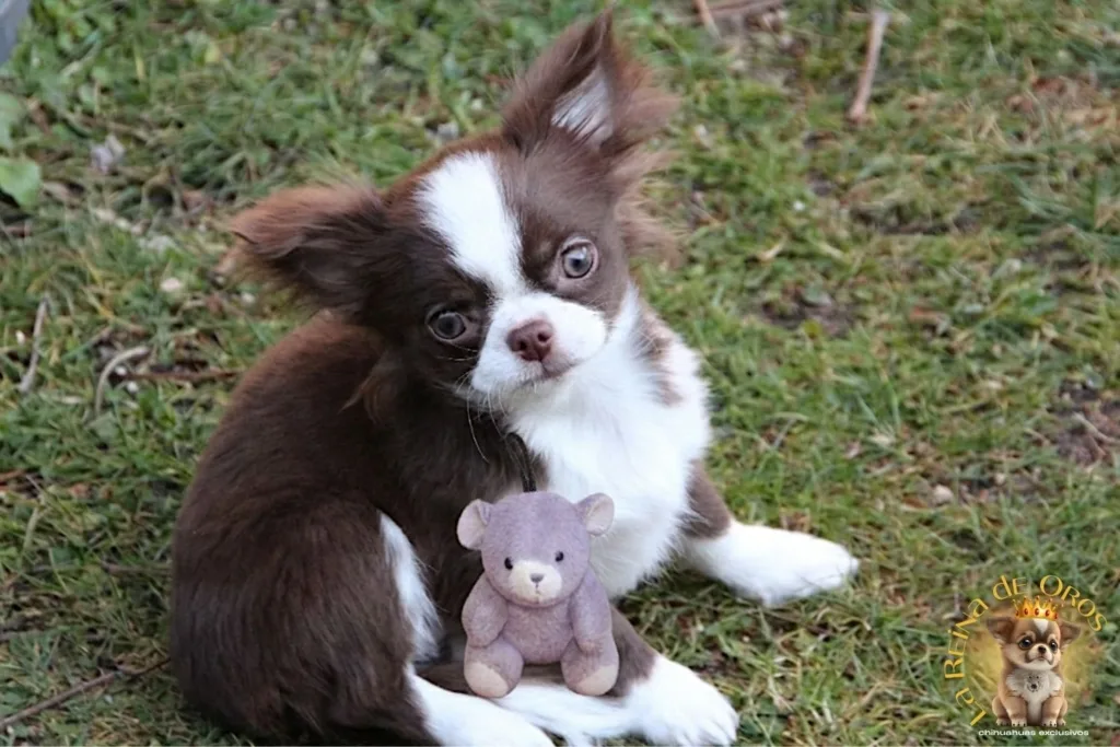chihuahuas de alta seleccion