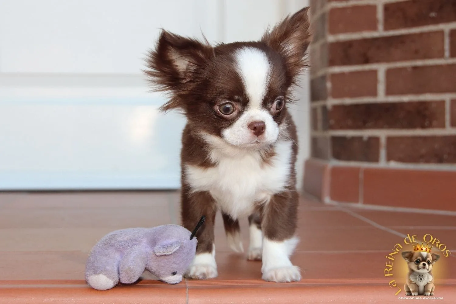 Chihuahuas de Alta Seleccion a Precio de Peluche