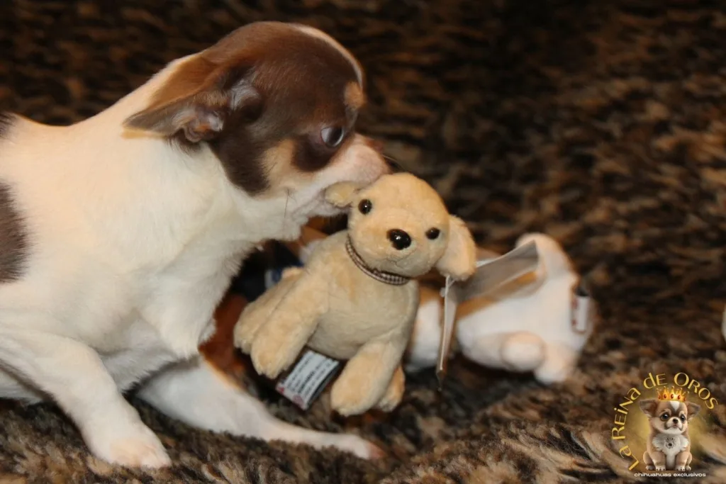 chihuahuas a precio de peluche