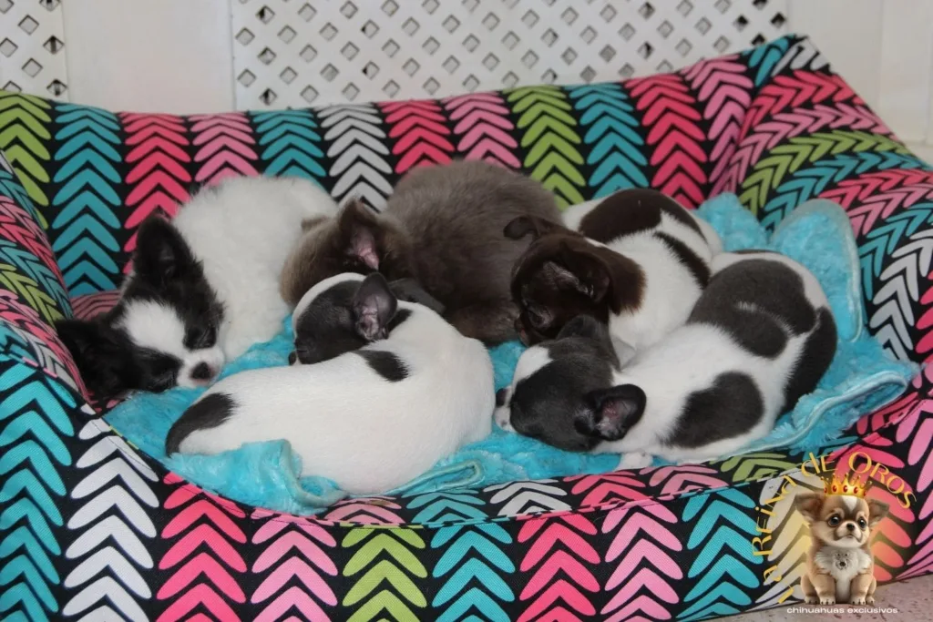 chihuahuas descansado