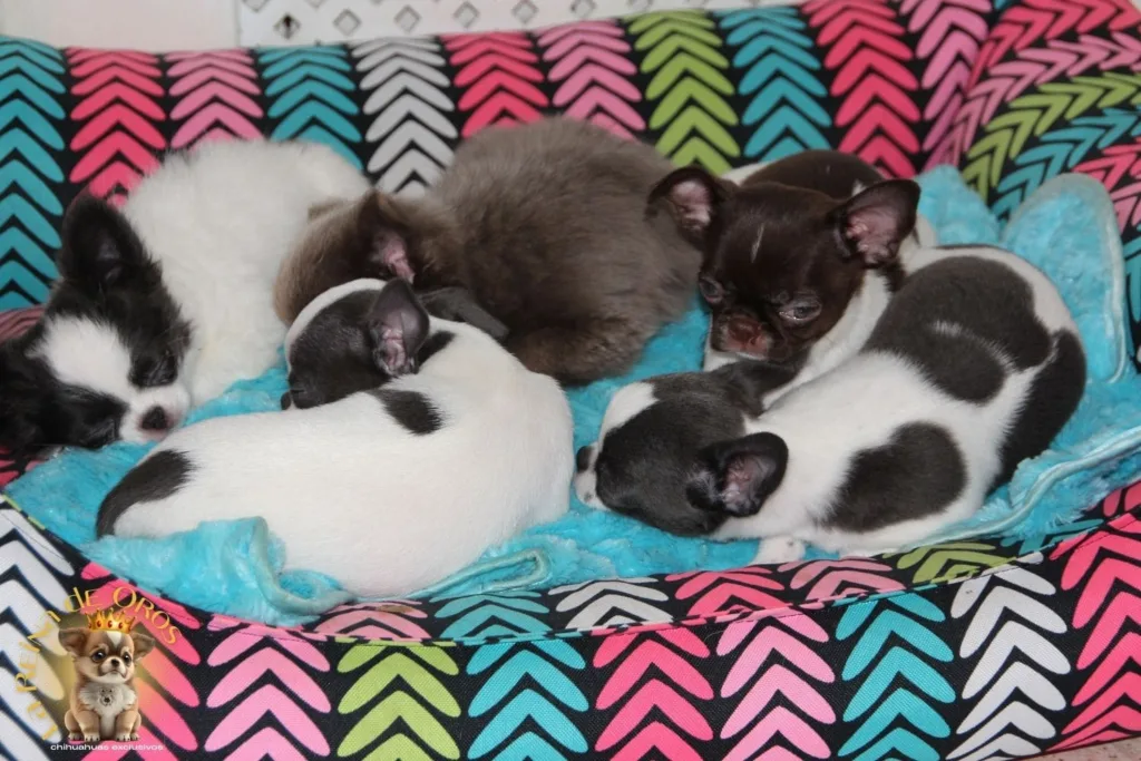 chihuahuas durmiendo