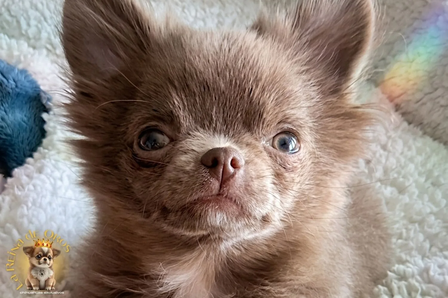 Chihuahuas en Barcelona