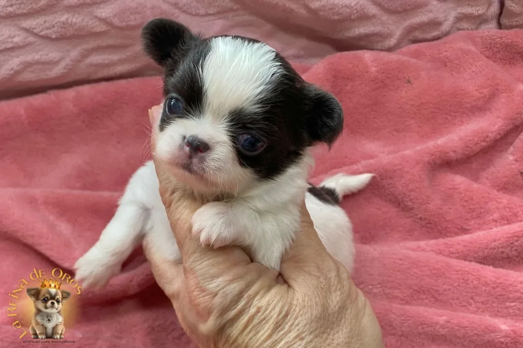 como crece un chihuahua