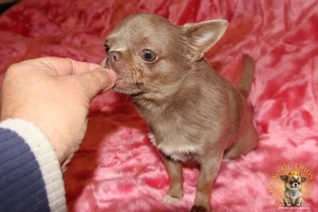 como premiar a un chihuahua