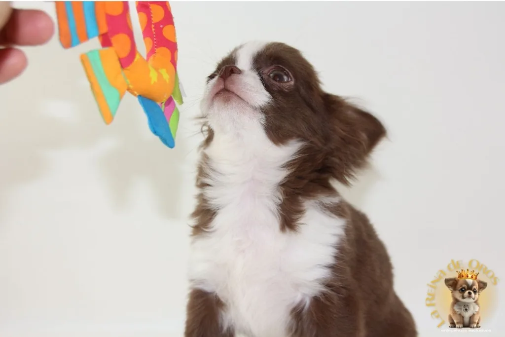 como premiar a un perro chihuahua