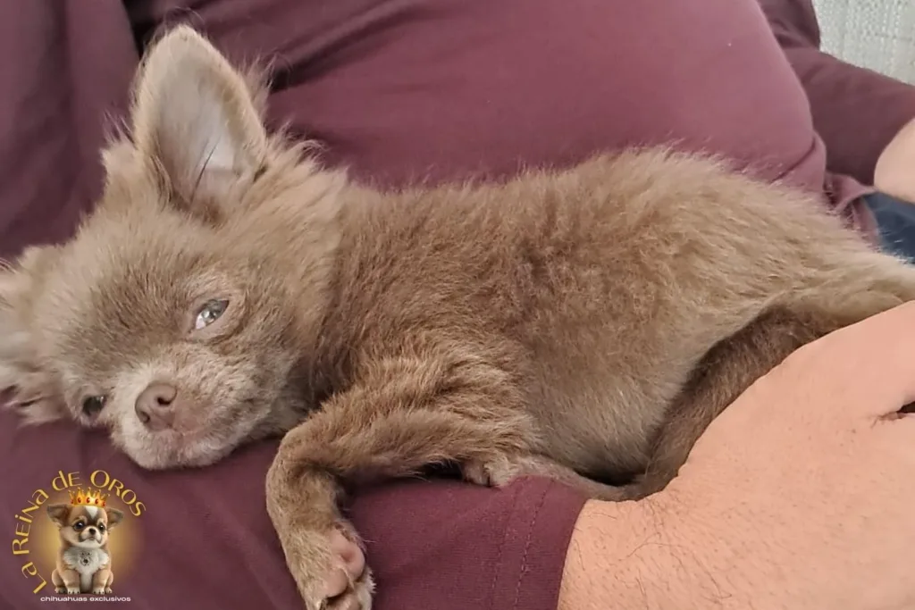 comprar chihuahua en barcelona