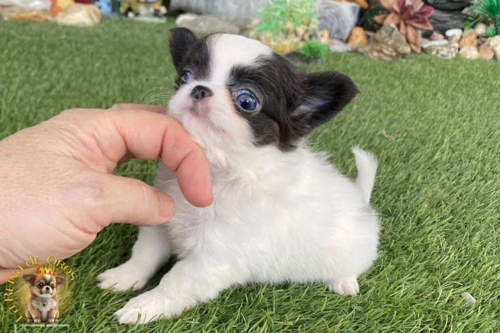 comprar chihuahua mini toy