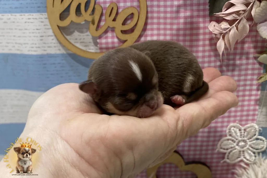 crecimiento de un chihuahua