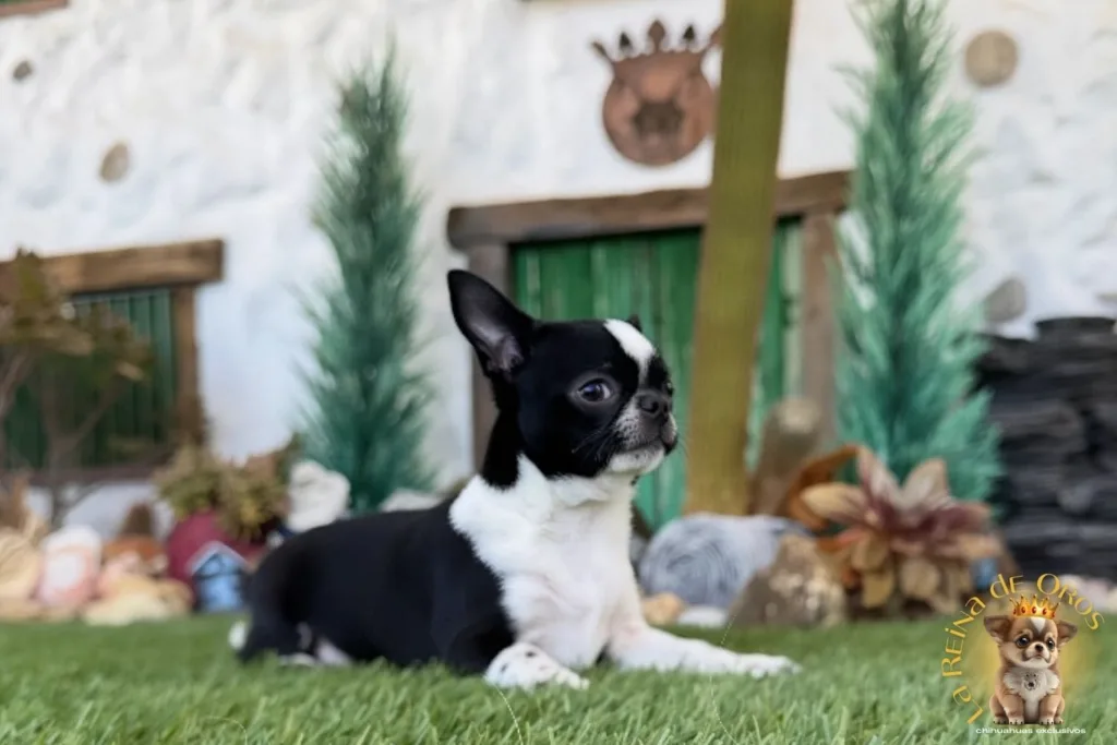 criador chihuahua premium