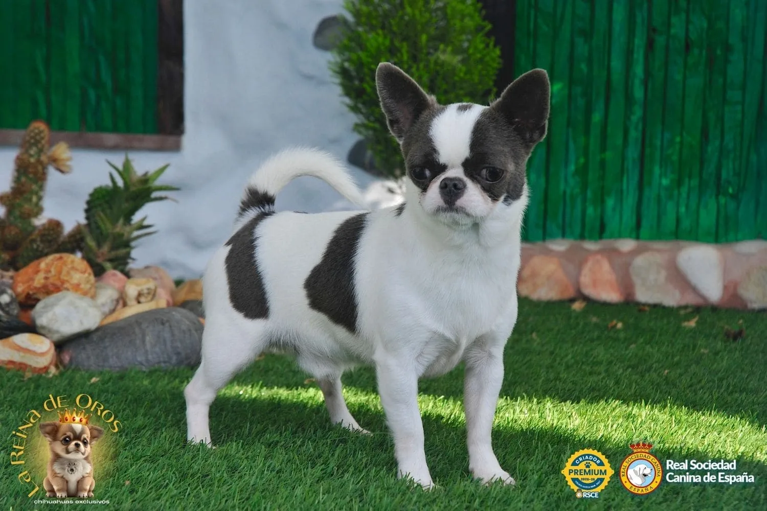 Criador de Chihuahua Premium RSCE
