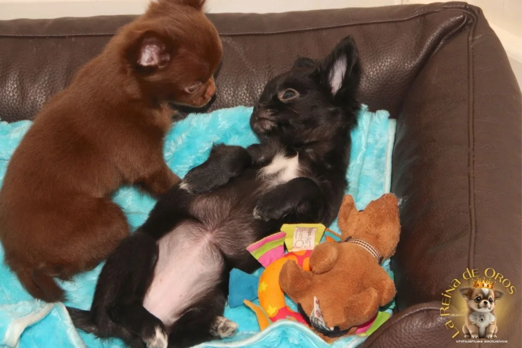 cuantas horas duerme un chihuahua