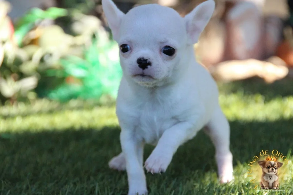 estres en un chihuahua