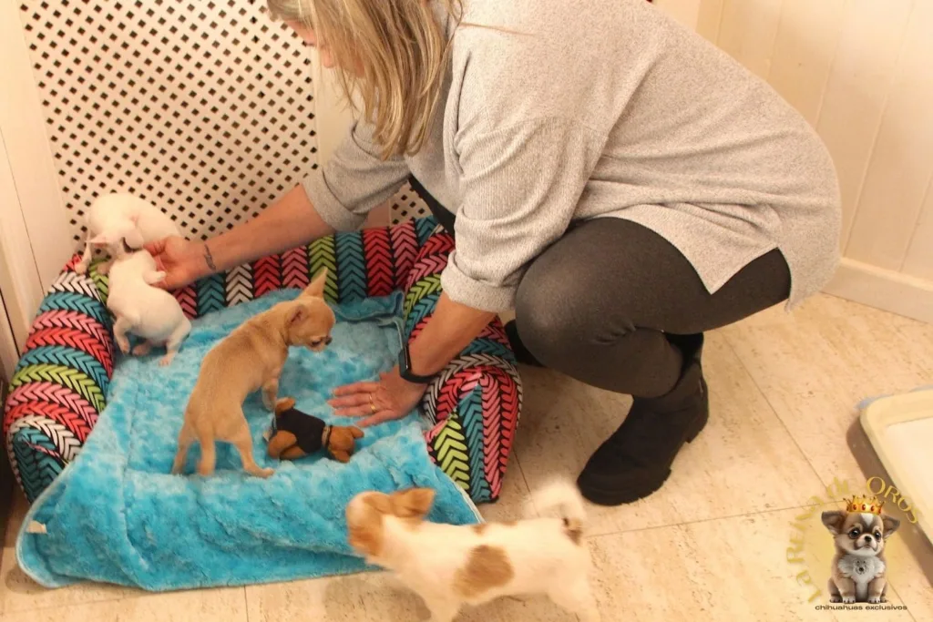 persona jugando con varios chihuahuas