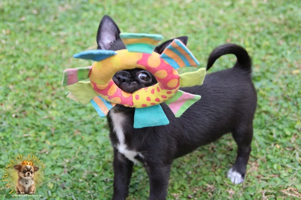 jugar con un chihuahua