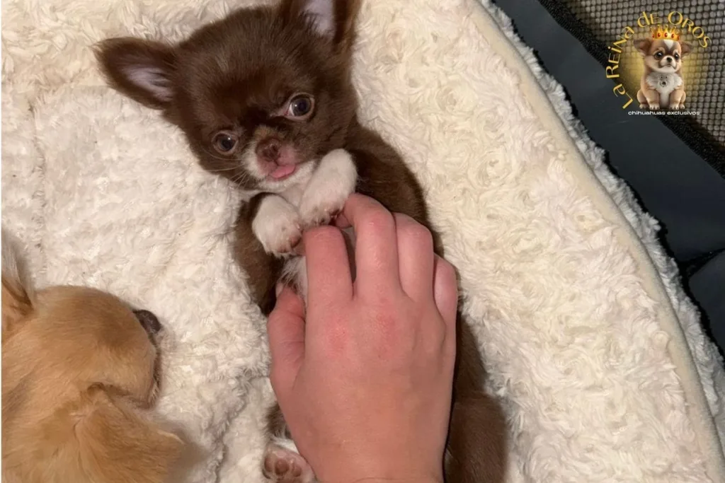 perros chihuahua en familia