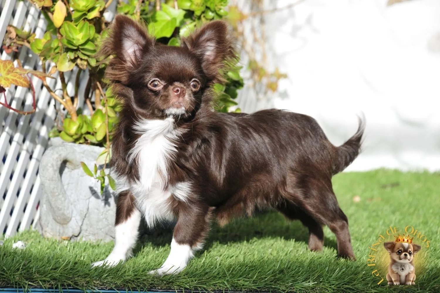 Por qué a los Chihuahuas les Gusta Tanto el Sol