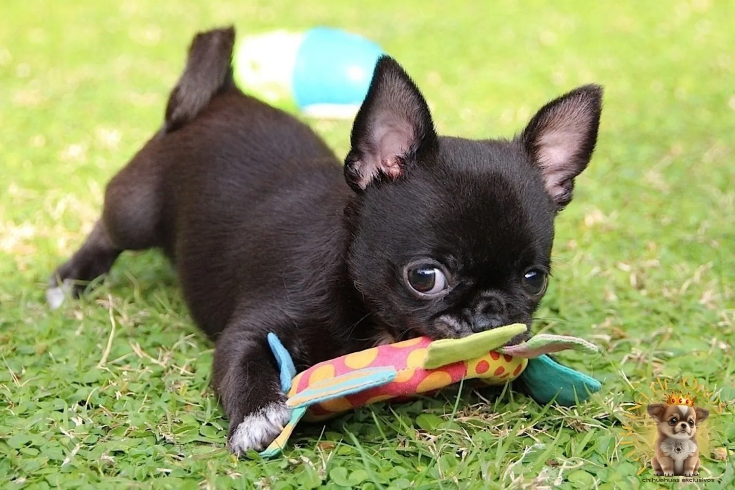 Por qué es importante jugar con un Chihuahua