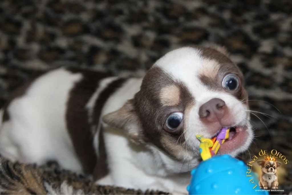 por que mi chihuahua lo muerde todo