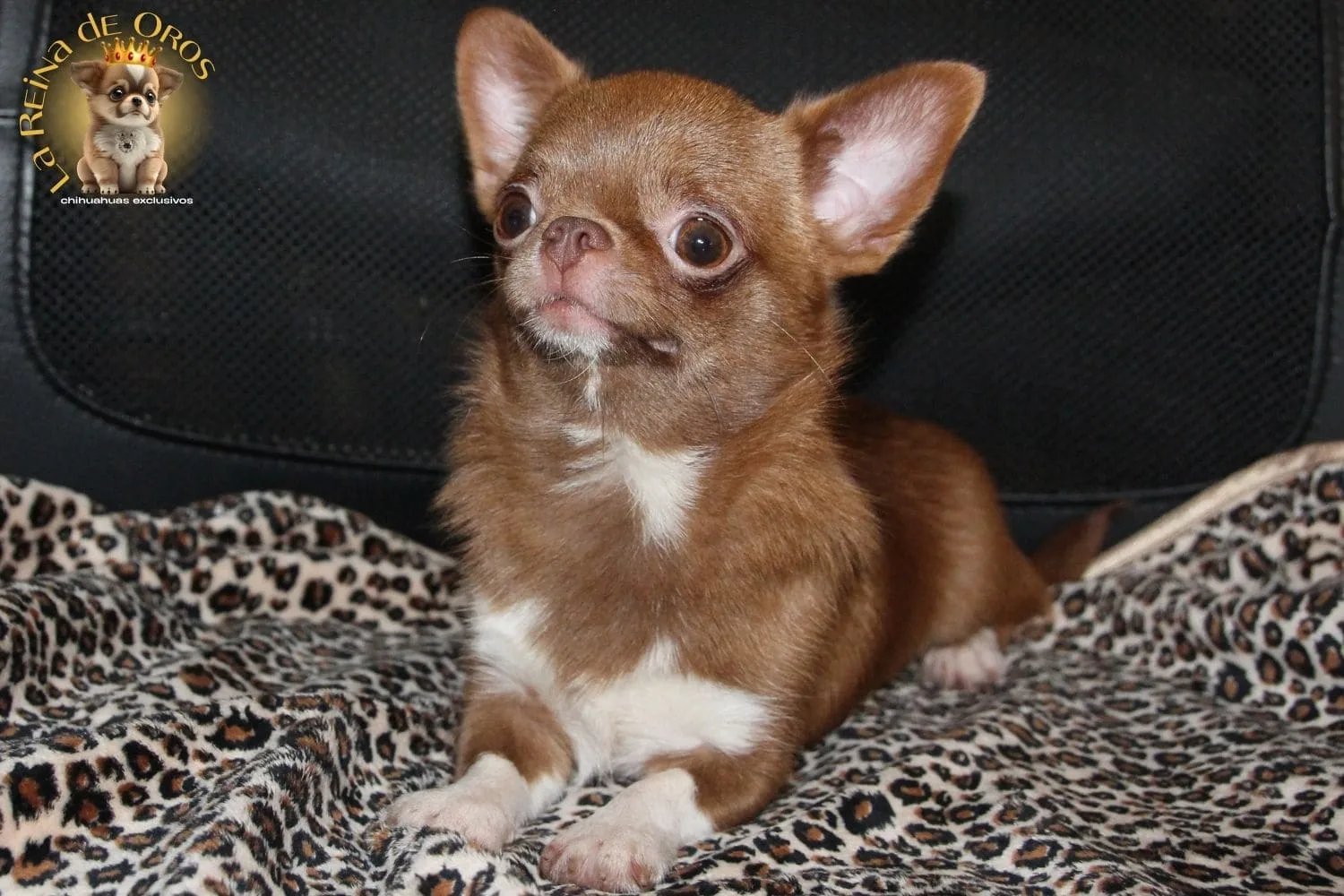 Un Chihuahua es un Miembro más de la Familia