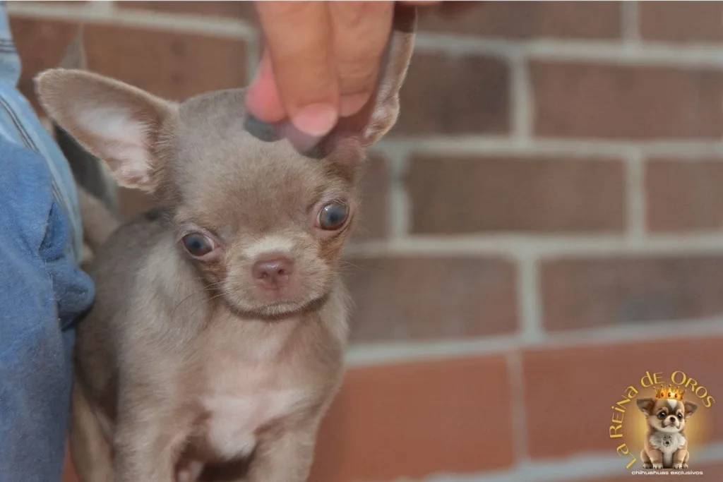 premiar y estimular a un chihuahua