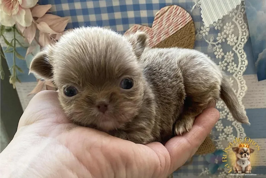 que es un chihuahua mini toy