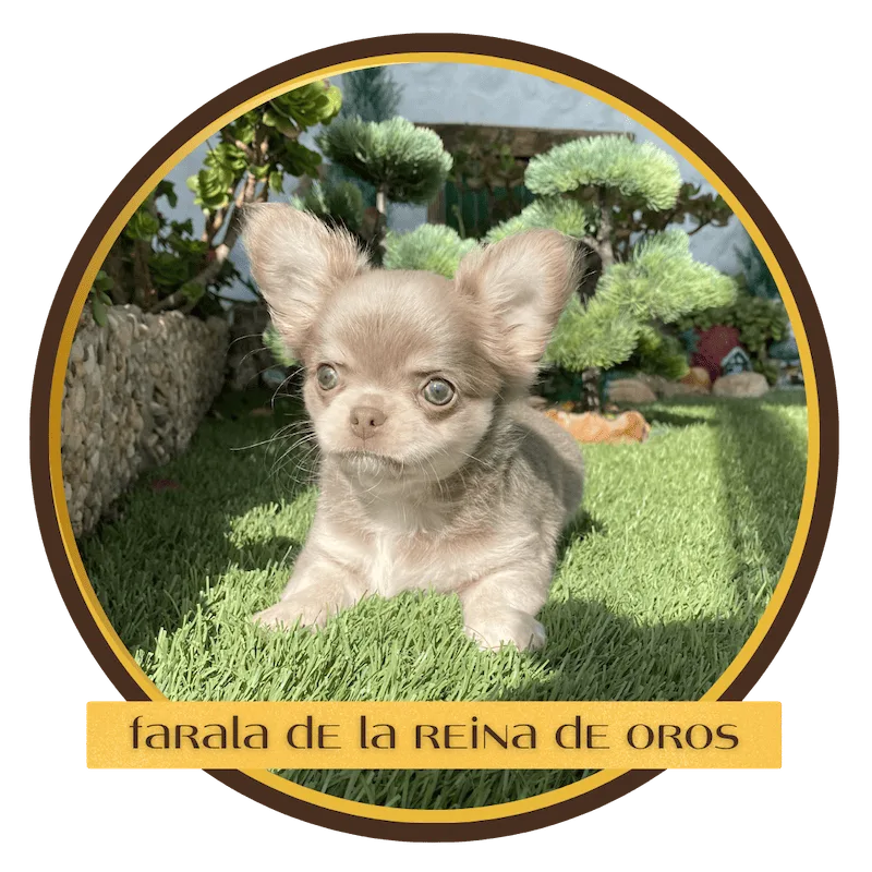 cachorro chihuahua farala de la reina de oros