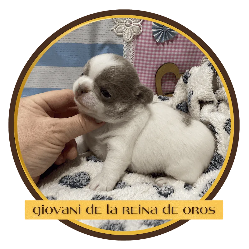 cachorro chihuahua giovani de la reina de oros