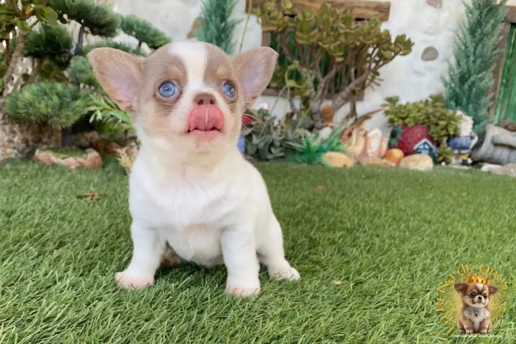 cachorro chihuahua giovani precioso ejemplar de la raza