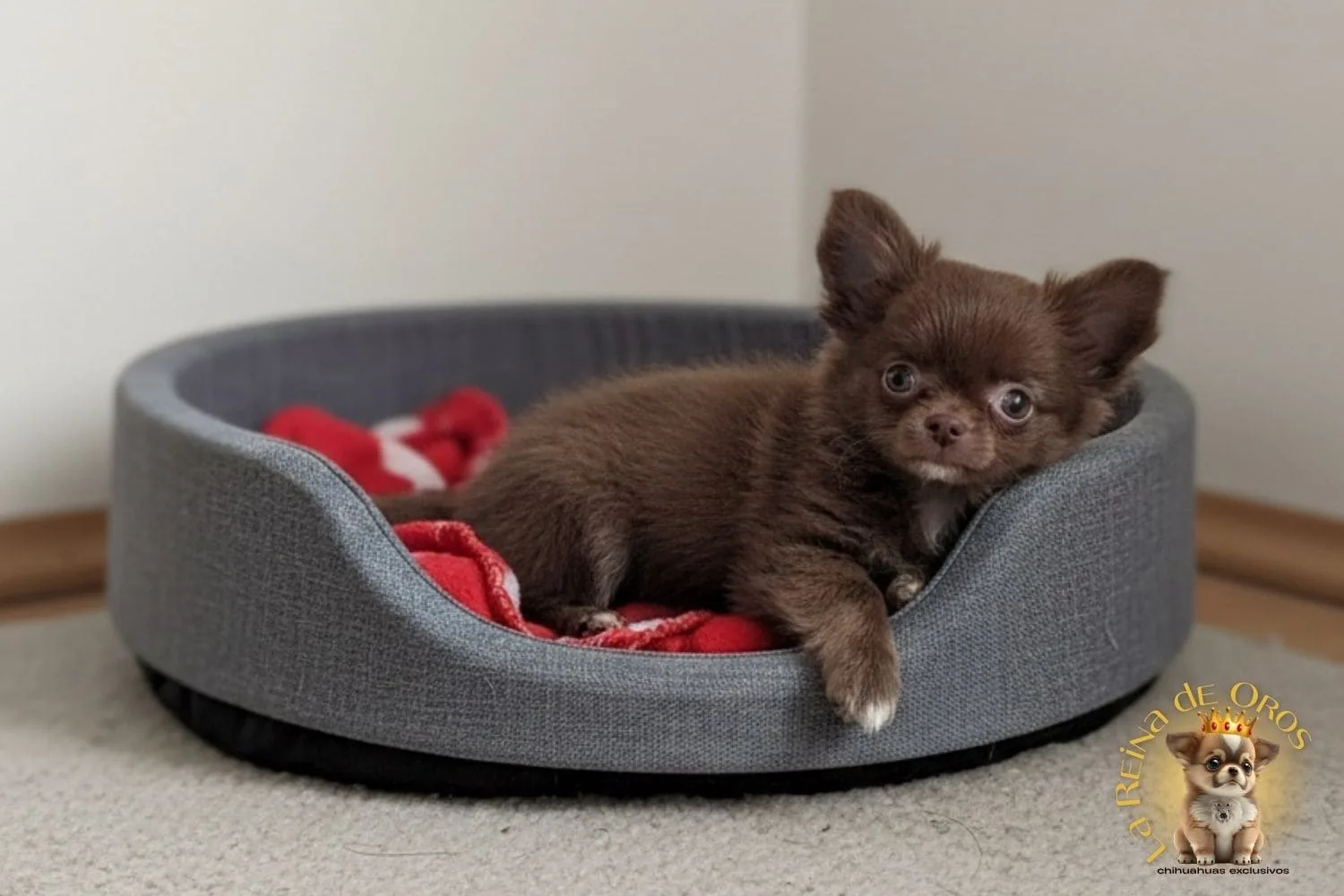 Chihuahua en piso pequeño