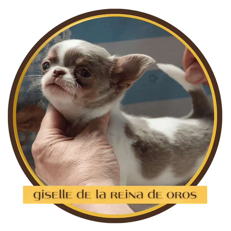 chihuahua de la reina de oros gisella