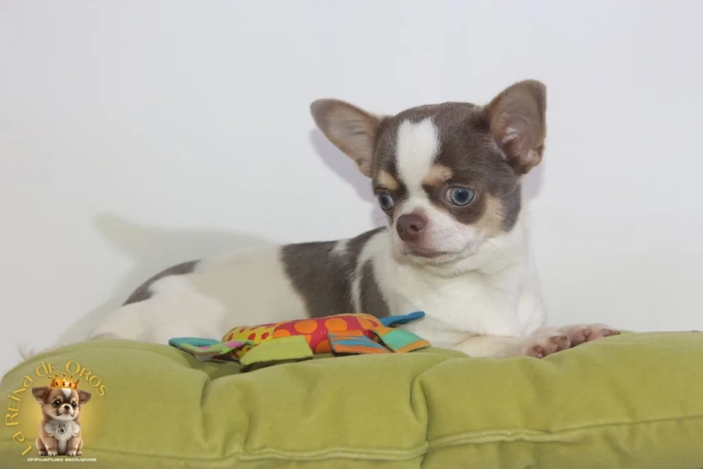 chihuahuas para piso pequeño
