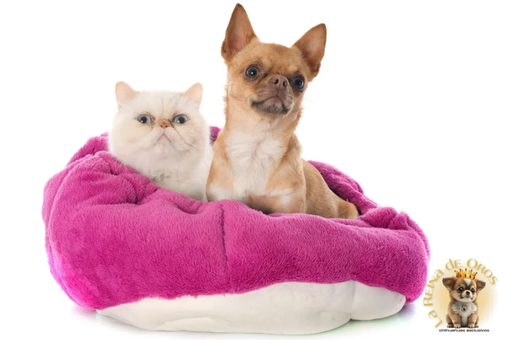 Chihuahuas y Gatos: convivencia y compatibilidad 🐶🐱 2026