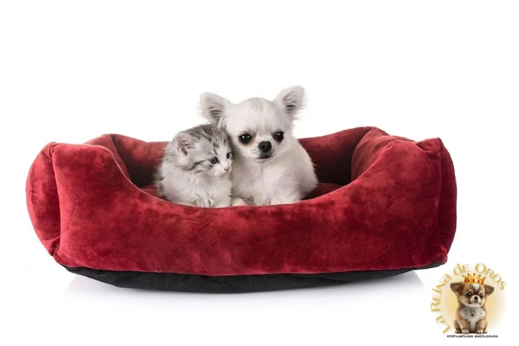 chihuahuas y gatos conviviendo